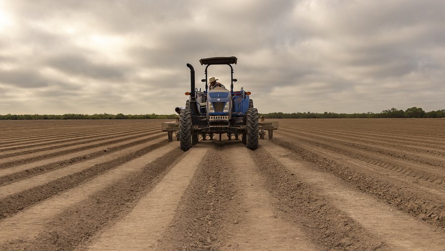 Once the onion sets are harvested, the end product is cleaned, packed, and shipped to UPS hubs all over the nation.