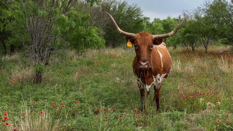 Many visitors and guests alike at the Shudde Ranch have rolled up their sleeves and learned about working cattle, mending fences, or gathering chicken eggs.