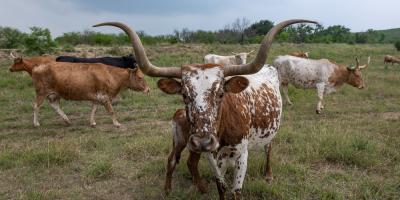 TX Longhorns