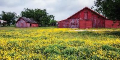 Wildflowers