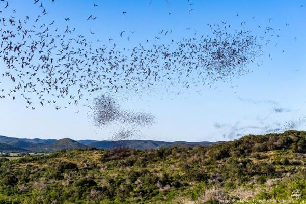 The benefits of the bats to local agriculture have been studied at the Concan ranch by scientists from around the world.