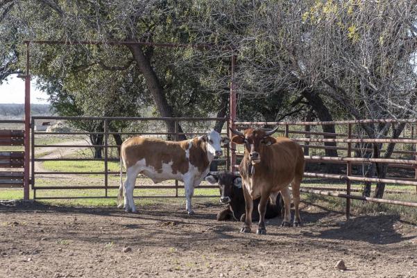 Cuatro Light Cattle Company produces livestock including cattle, horses, and wildlife herds.