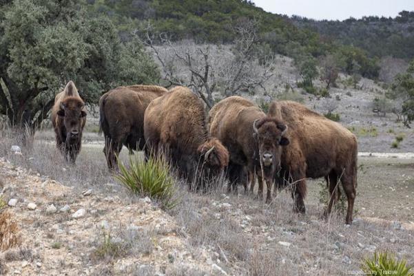 Ron Toms loves having the buffalo around since they were once in danger of extinction. A ranger friend of Toms’ gifted the start of the first Pere David’s.