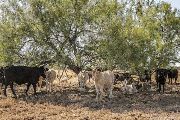 A Rancher's Legacy