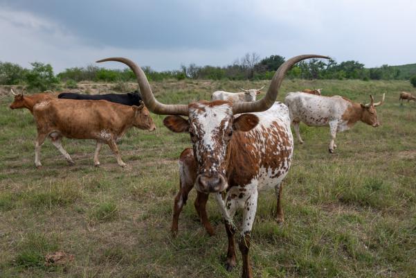 TX Longhorns