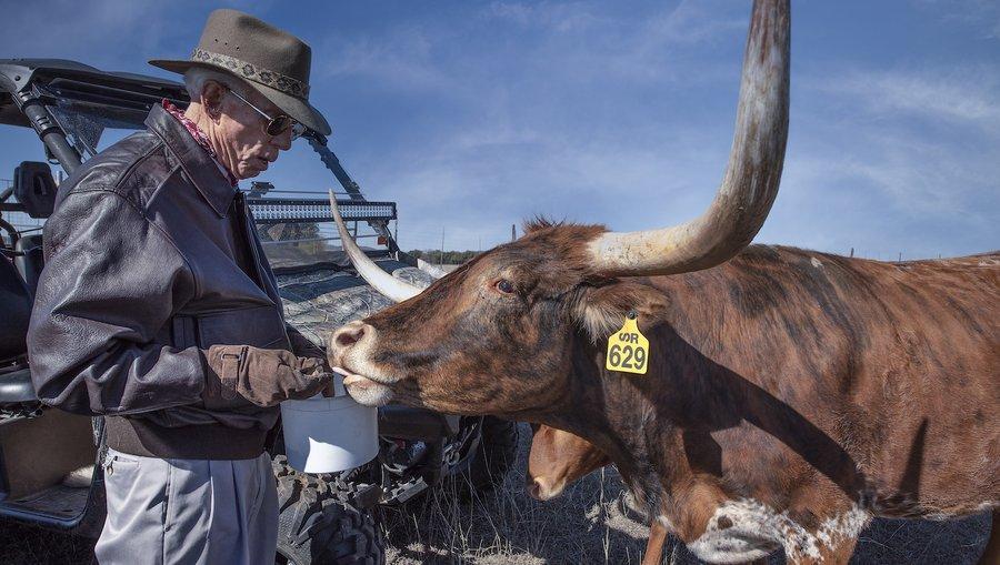 Both animal lovers from childhood, the Buxtons have recently purchased four longhorn cattle to start a herd.